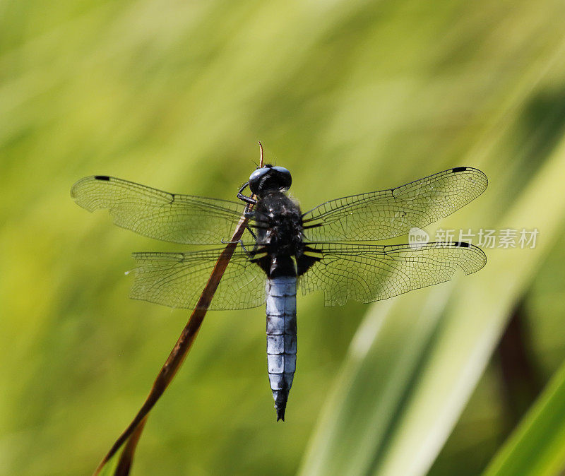 蓝追蜻蜓(Libellula fulva)雄性